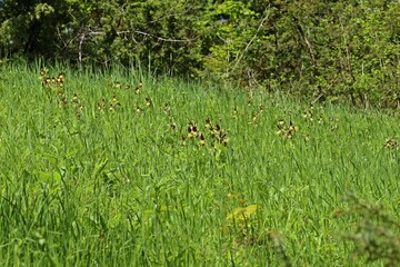Gelber Frauenschuh (Cypripedium calceolus)