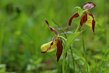 Gelber Frauenschuh (Cypripedium calceolus) mit Wassertropfen