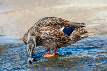 Mallard (Anas platyrhynchos) in Malibu Lagoon, California, USA