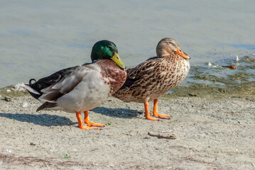 Mallards (Anas platyrhynchos) in Malibu Lagoon, California, USA