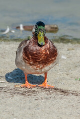 Mallard (Anas platyrhynchos) in Malibu Lagoon, California, USA