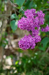 ライラックの咲く季節 華やかな春の香り