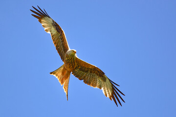 Rotmilan im Anflug (Milvus milvus) / Red kite