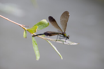 Beautiful dragonfly Calopteryx virgo (female)  on a blade of grass in the river flaps its wings and waits for prey.