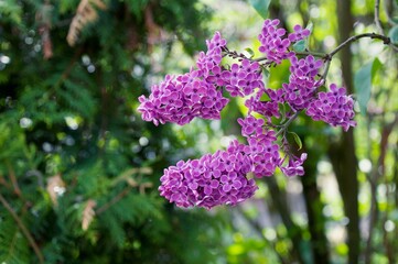 ライラックの咲く季節 華やかな春の香り
