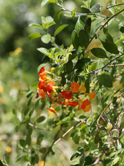 (Streptosolen jamesonii) Streptosolen de Jameson ou Browallia orange, arbuste sarmenteux à floraison printanière flamboyante jaune-orangé sur fines branches arquées et tombantes