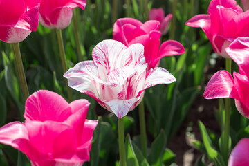 beautiful white and rose pink tulips