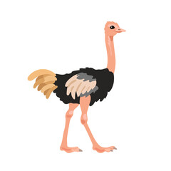 Ostrich in flat style isolated on white background. Cartoon ostrich. African animal zoo bird. Vector illustration.