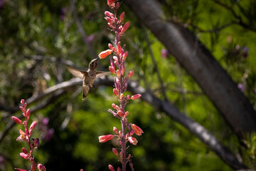 hummingbird