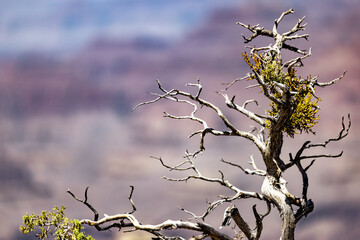 tree over the grand canyon