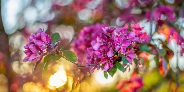 Close-up of vivid pink apple blossoms on a tree branch. Golden hour with the Sun shining through the branches, creating beautiful round bokeh bubbles. Shallow depth of field, soft focus and blur