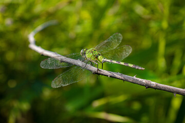 dragonfly on a branch