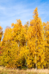 Golden fall. Silver Birch (Betula pendula) in deciduous forest in Central Russia