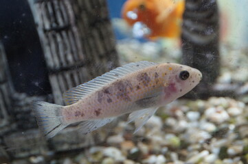 fish in the aquarium