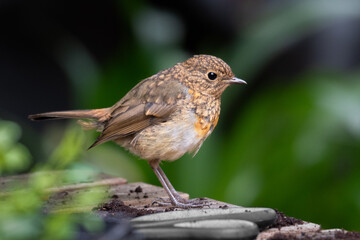 Closeup of a juvenile robin (Erithacus rubecula) 