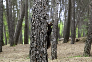 Squirrel climbing a tree