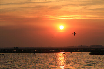 sunset and flamingos