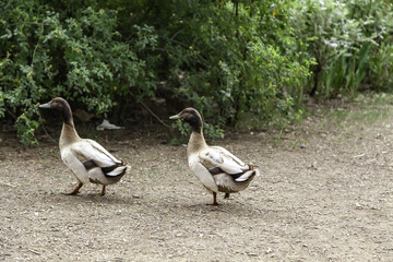 Two ducks walking