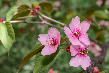 Sakura (Cerasus sachalinensis) in park