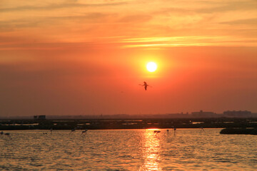 sunset and flamingos