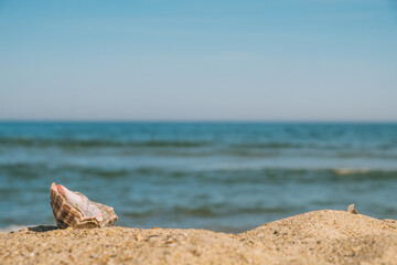 Fototapeta na wymiar Seashell on the sand against the background of the sea. Close-up