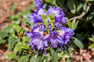 Dwarf Purple Rhododendron (Rhododendron impeditum) in park