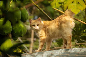 Um gato amarelo caminhando sobre o muro.