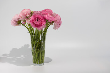ranunculus azur deep pink in a vase on a white background