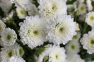 flowers chrysanthemum calimero snow santini