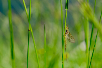 Gros plan insecte dans la nature