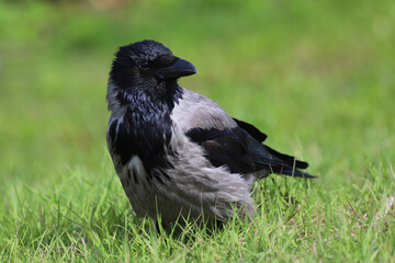 Closeup of a hooded crow - Corvus cornix - in the park on the grass