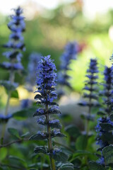 Bugleweed blooming in spring garden, garden view with blue flowers.
