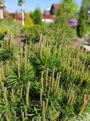 a small seedling of Pinus mugo Mughus with new spring vegetation and pine candles on the garden bed close up. Beautiful coniferous plants in the garden. Wallpaper for desktop