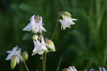 White columbine flowers on green garden background.