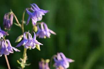 Blue columbine flowers in spring garden, bokeh background with empty space.