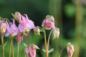 Aquilegia pink flowers, columbine beauty flowers.