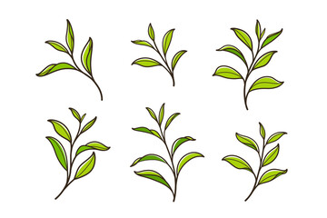 Set of green tea leaves. Flat vector illustration.