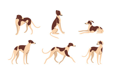 Whippet. Cute dog character in various poses. Vector illustration in cartoon style for poster, postcard.
