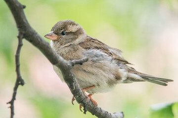 Junger Sperling im Baum