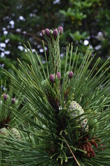 Pine sprouts. Pinaceae evergreen conifer.