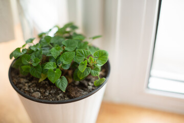Viola plant in white pot on wooden table on background of window. Viola reichenbachiana. Wildflowers in pot at home