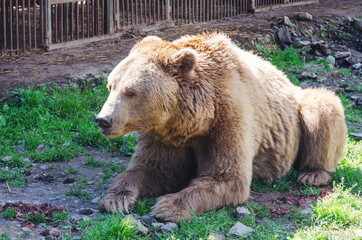 Portrait of an old brown bear, a predatory beast