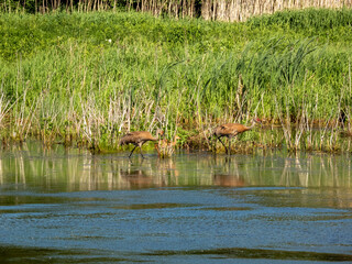 Sandhill Crane family at Montezuma Wildlife Refuge