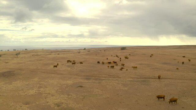 Aerial Panning Herd Of Cow Standing Over Landscape During Sunset Against Cloudy Sky - Big Island, Hi
