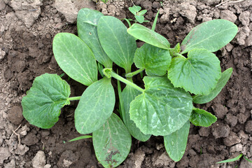 Young zucchini seedlings grow in the open ground