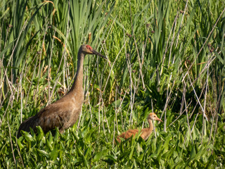 Sandhill Crane family at Montezuma Wildlife Refuge