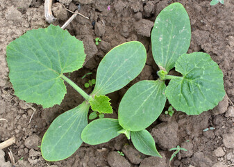 Young zucchini seedlings grow in the open ground