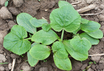 Young zucchini seedlings grow in the open ground