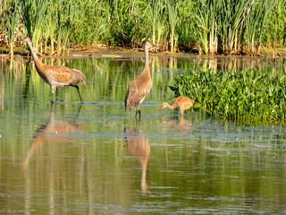 Sandhill Crane family at Montezuma Wildlife Refuge