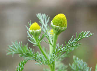 Fragrant chamomile (Matricaria discoidea) grows in nature